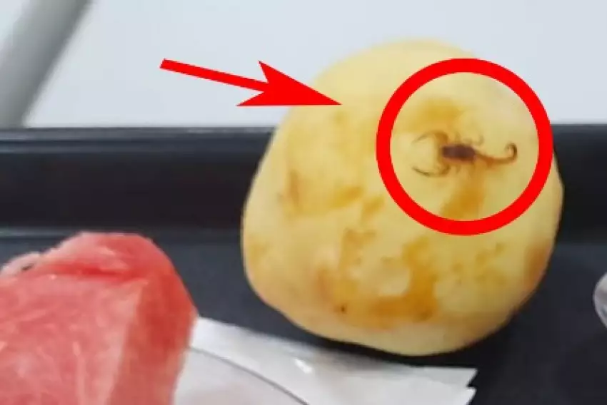 ABSURDO: Trabalhador da Revap encontra escorpião em fruta servida, sindicato cobra explicação